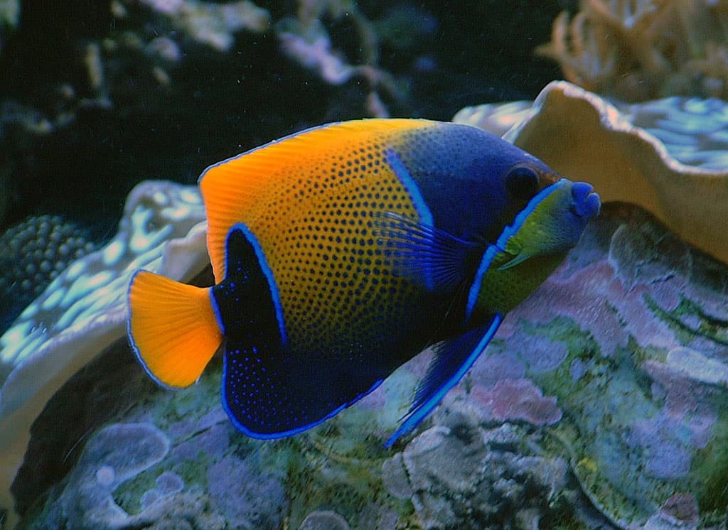 Majestic Angelfish (Pomacanthus Navarchus) — saltwater marine fish, PT Tirta Bahari Abadi Indonesia