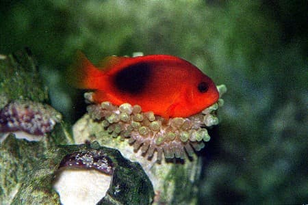 Fire Clownfish (Amphiprion Ephippium) — saltwater marine fish, PT Tirta Bahari Abadi Indonesia