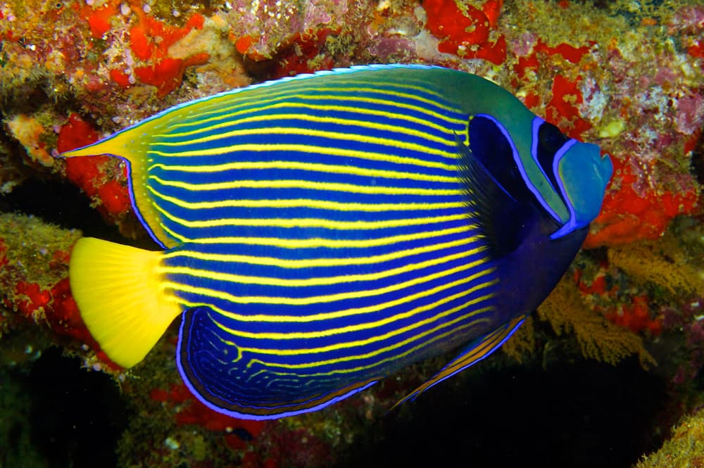 Emperor Angelfish (Pomacanthus Imperator) — saltwater marine fish, PT Tirta Bahari Abadi Indonesia