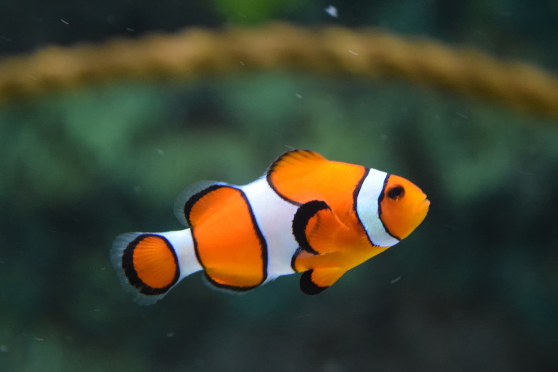 Orange Percula Clownfish (Amphiprion Occelaris) — saltwater marine fish, PT Tirta Bahari Abadi Indonesia