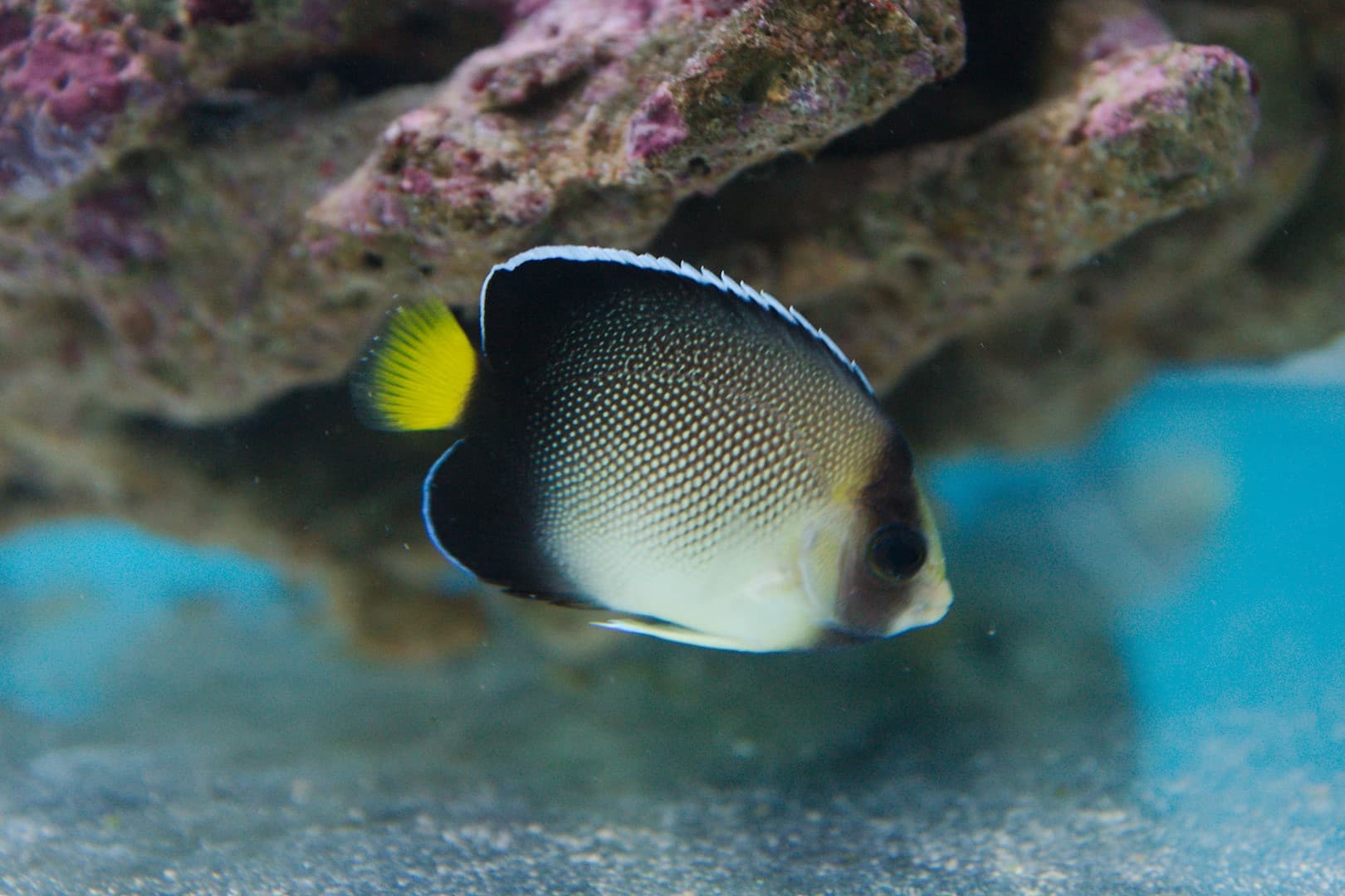 Yellow Tail Black Angelfish (Apolemichthys Xanthurus) — saltwater marine fish, PT Tirta Bahari Abadi Indonesia